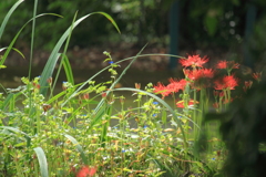 彼岸花が秋に色添え