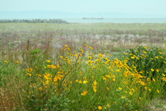 穏やかな海・・沖の船そして浜辺の花たち