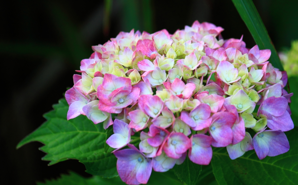梅雨時の楽しみは紫陽花　＾＾