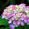 梅雨時の楽しみは紫陽花　＾＾