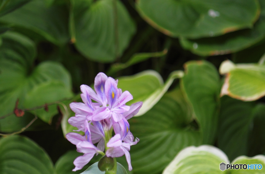 花は心を落ち着かせてくれます