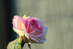 薔薇