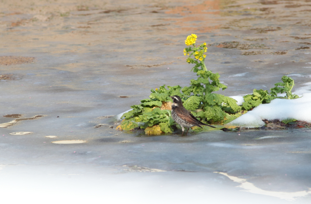 菜の花に惹かれるツグミちゃん