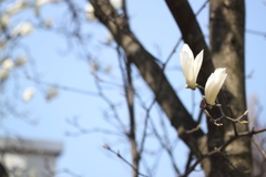 さみしくないか木蓮の花～