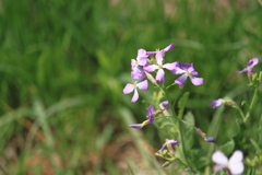 花大根