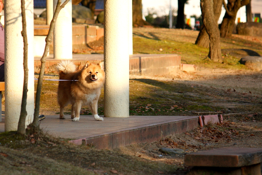 犬