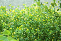 草なれど可愛い黄色の花に惹かれて