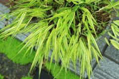 日本固有の植物・・フウチソウ