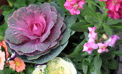 鉢植えの寄せ植えに癒される師走