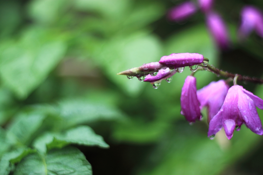 昨日は大風・・今日は雨・・雫美人になった紫蘭