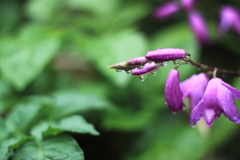 昨日は大風・・今日は雨・・雫美人になった紫蘭