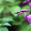 昨日は大風・・今日は雨・・雫美人になった紫蘭