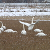 飛ぶための準備運動中？