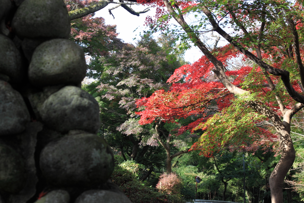 秋の呉羽山・・紅葉散策１