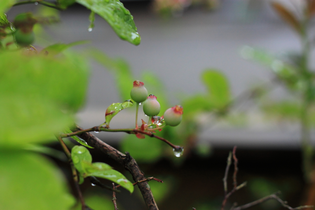 雨上がりのブルーべリー