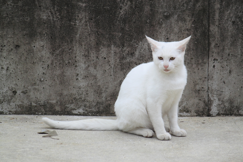 綺麗な真っ白・・野良ちゃん