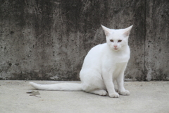綺麗な真っ白・・野良ちゃん