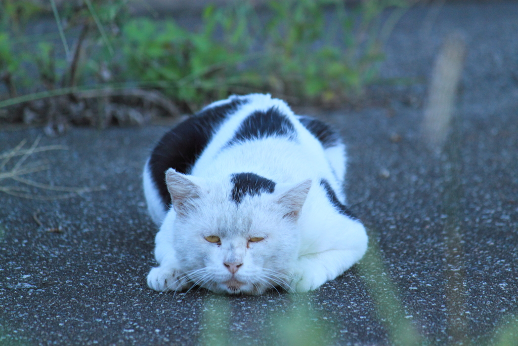 戦いすんで・・日が暮れて猫一匹