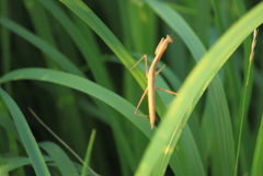 コカマキリ