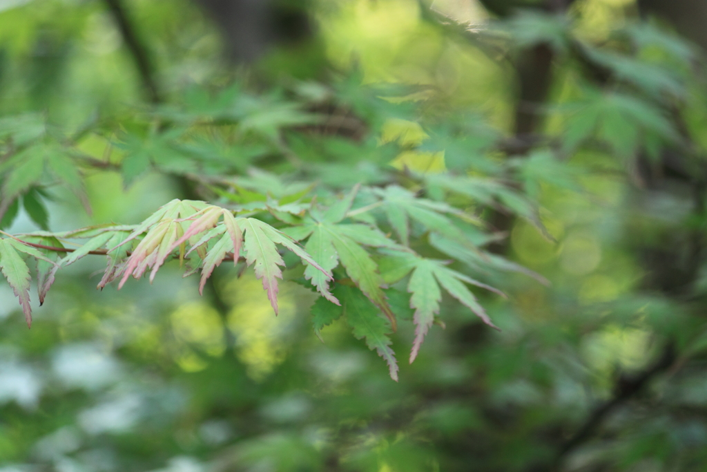 新緑の季節がやってまいりました
