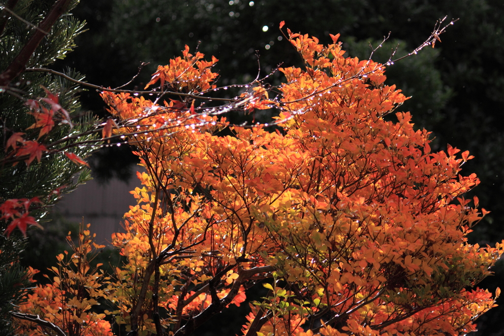 雨で一層映える紅葉