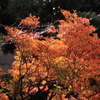 雨で一層映える紅葉