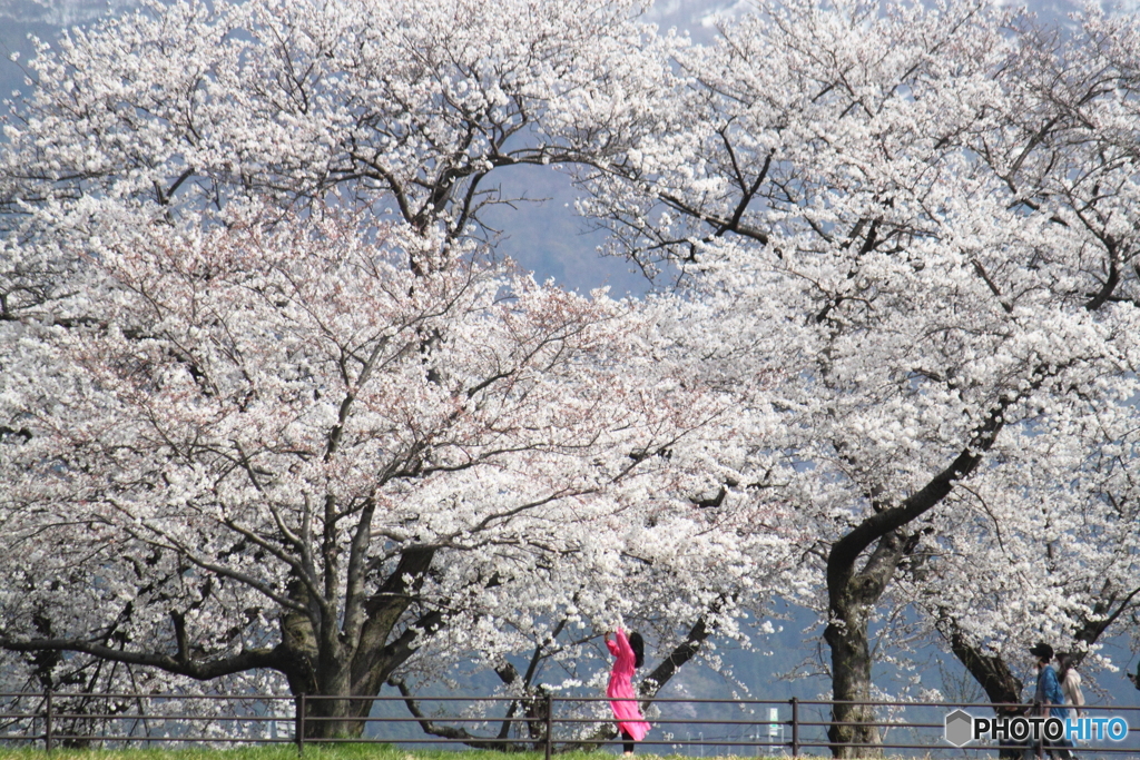 桜を愛でる人