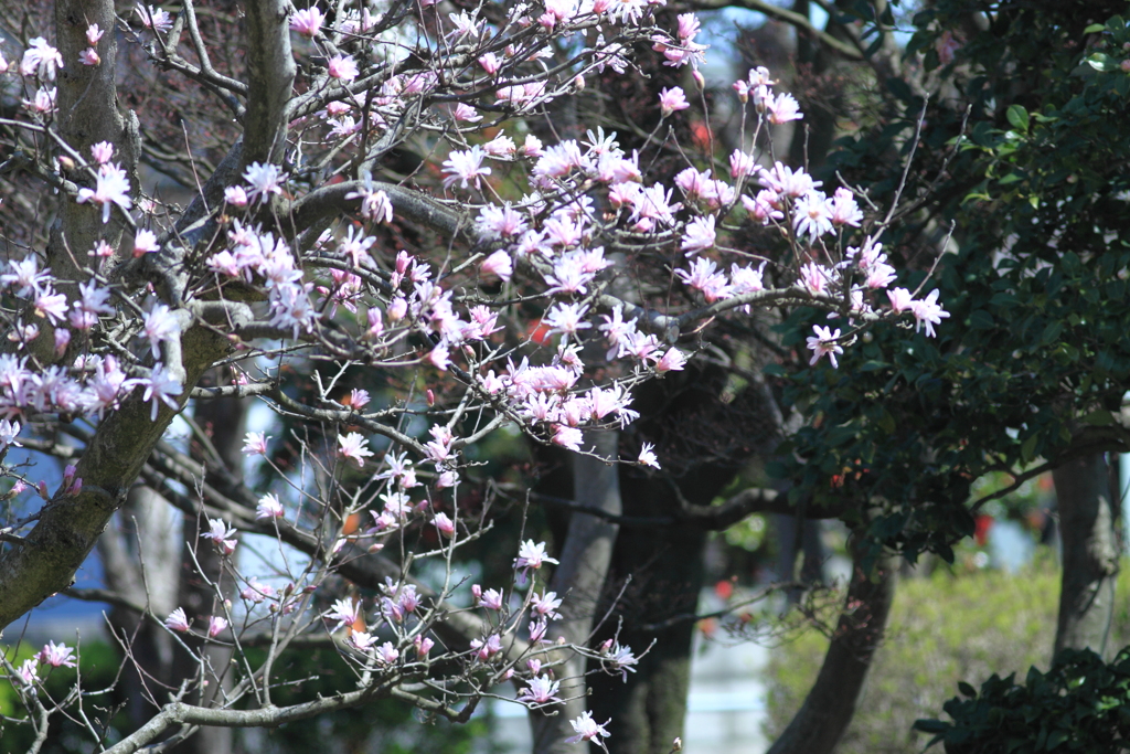 辛夷咲く・・春の公園