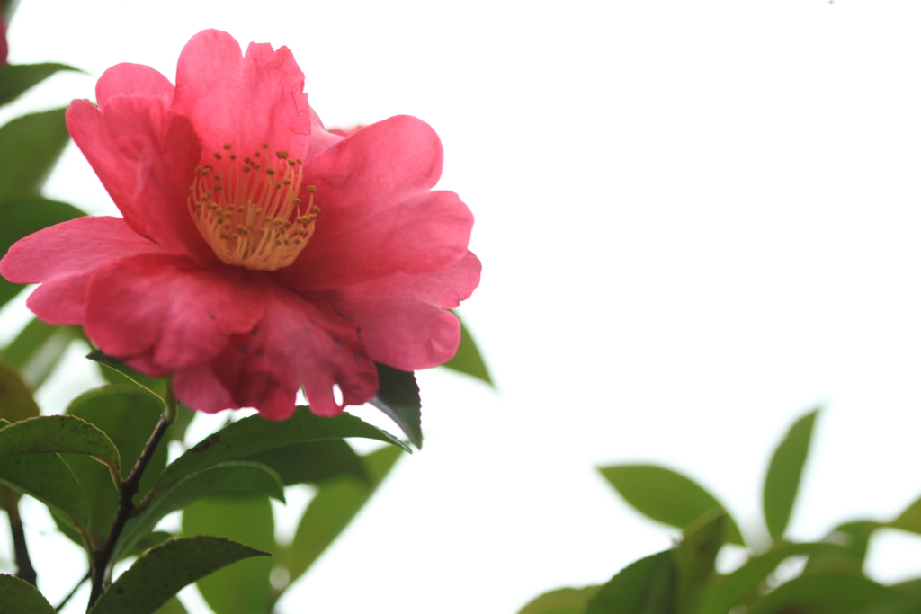 曇天に映える山茶花