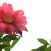 曇天に映える山茶花