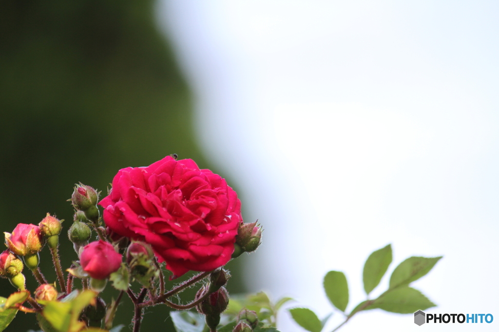 薔薇が咲いた　♪