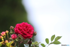 薔薇が咲いた　♪