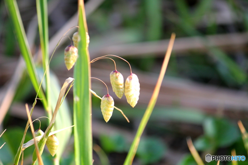 小判草