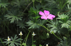 オオタカネバラと花たち