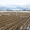 ３月には北帰行が始まるね・・それまで顔見せてね