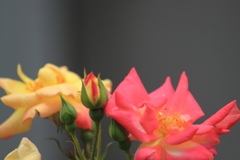 薔薇が咲いたバラが咲いた～♪