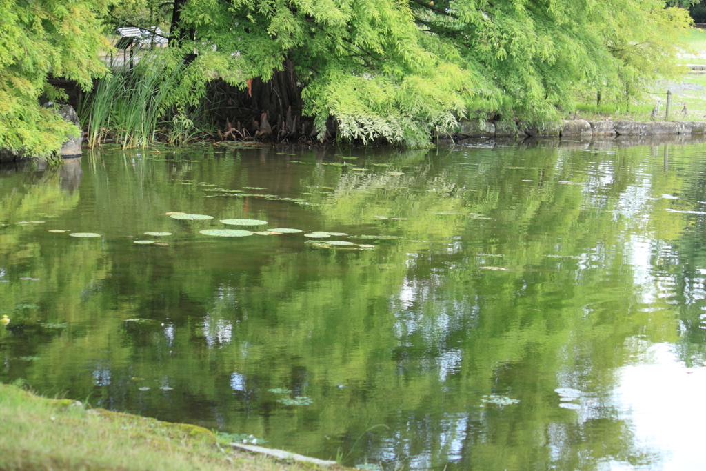 涼し気な池の映り込み