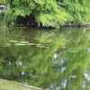 涼し気な池の映り込み