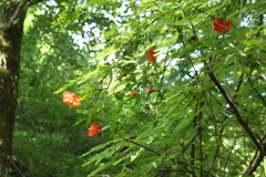 ザクロの木？可愛いお花！