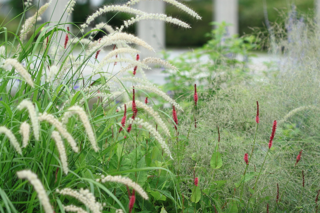 優しくお出迎え花壇のお花たち　＾＾