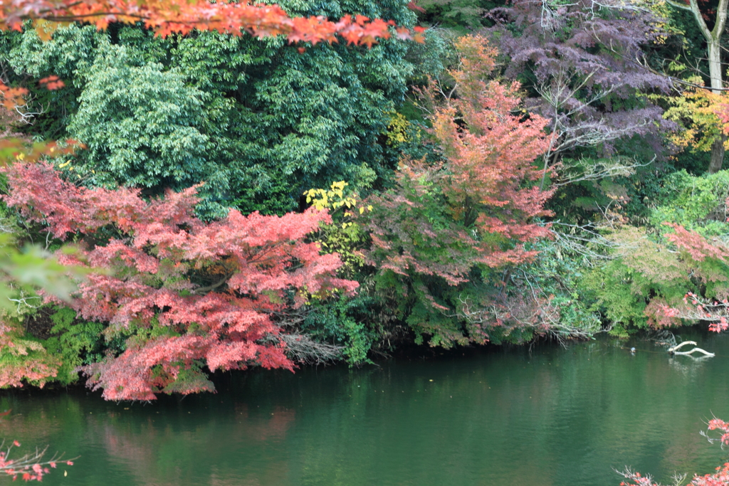 小春日和の文句なしの紅葉