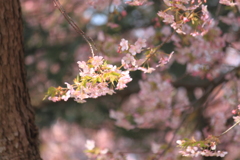 河津桜　