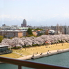 ソメイヨシノでの花見・・でもなんだか寂しそう