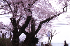 みごとやね～と・・会話が聞こえて来そうな花見日和