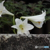 通行人見物中・・白百合兄弟＾＾