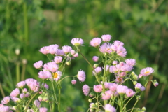 野の花ハルジョオン