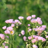 野の花ハルジョオン
