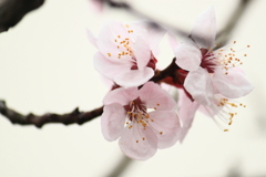 咲き誇る桜