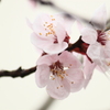 咲き誇る桜