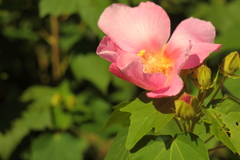 芙蓉